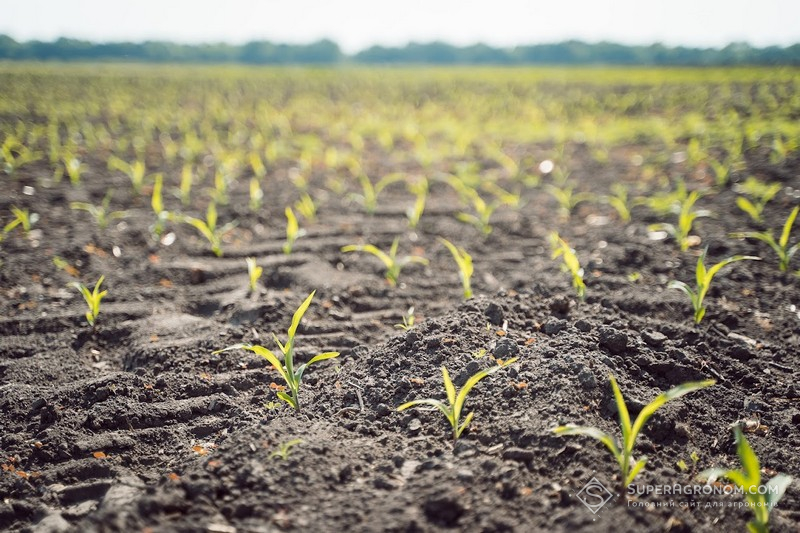 Кукурудза у фазі BBCH 13-14