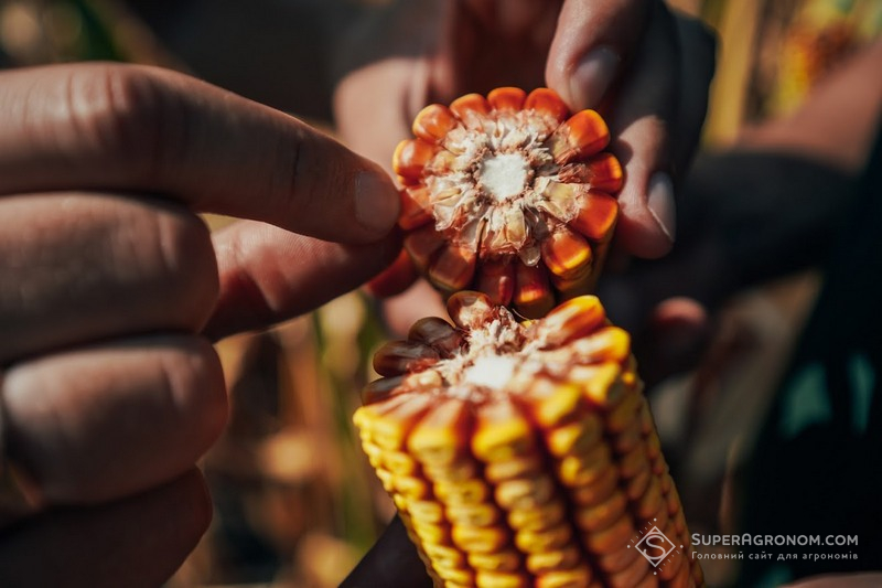 Зерна в качані