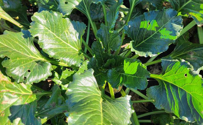 Цукровийб буряк селекції SESVANDERHAVE 