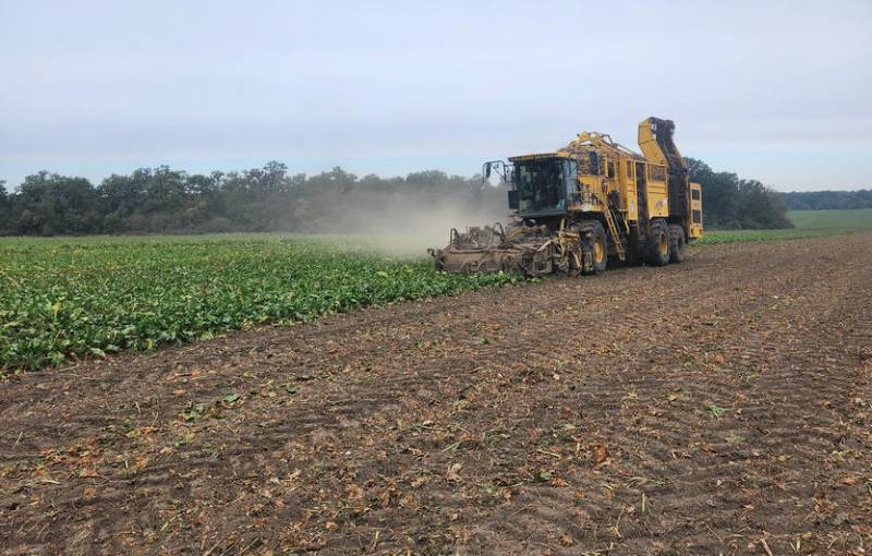 Збирання врожаю цукрових буряків