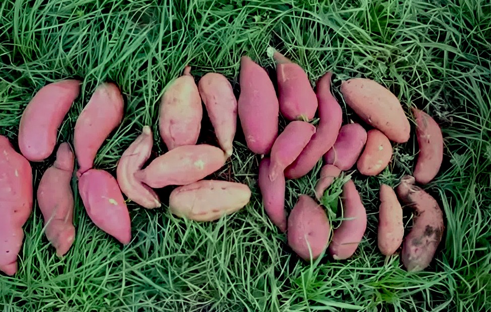 Врожай батату (скрін з відео Павла Булгакова)