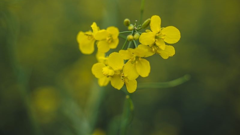 Цвітіння ріпаку
