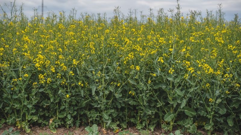 Посіви ріпаку