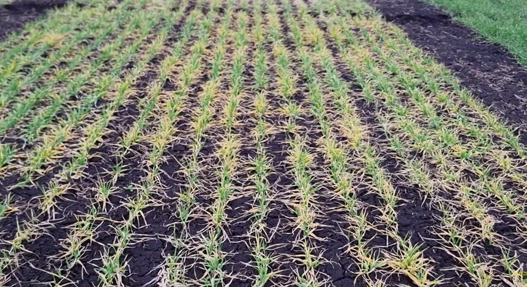 Сорт Снігова Королева