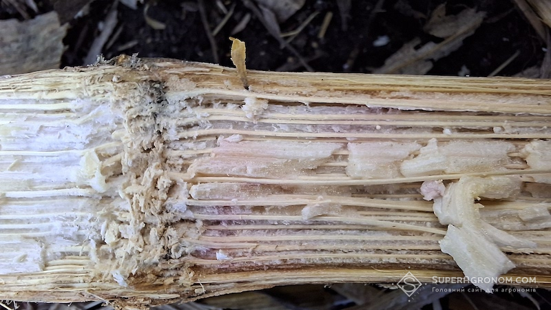 Стебло кукурудзи уражене фузаріозом