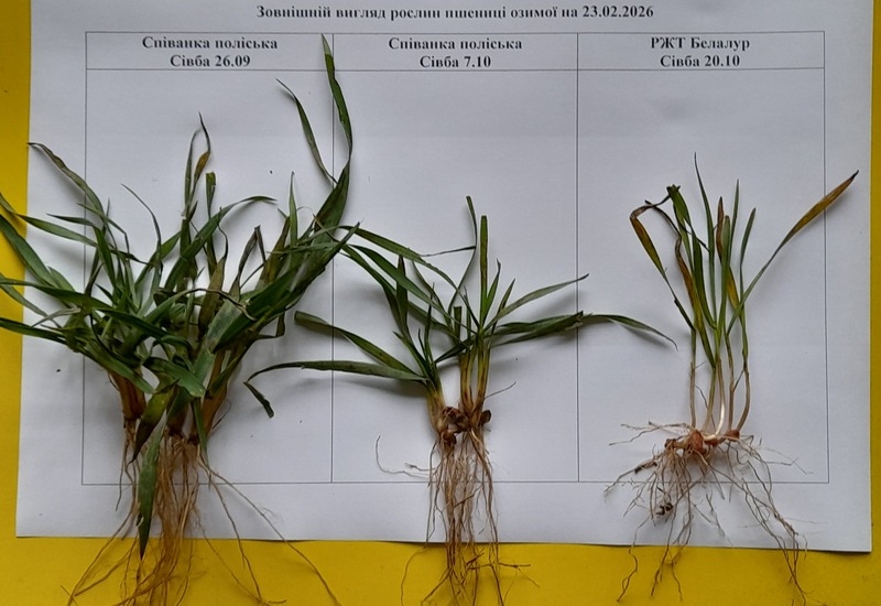 Стан озимої пшениці різних сортів. Фото: Інститут сільського господарства Карпатського регіону НААН