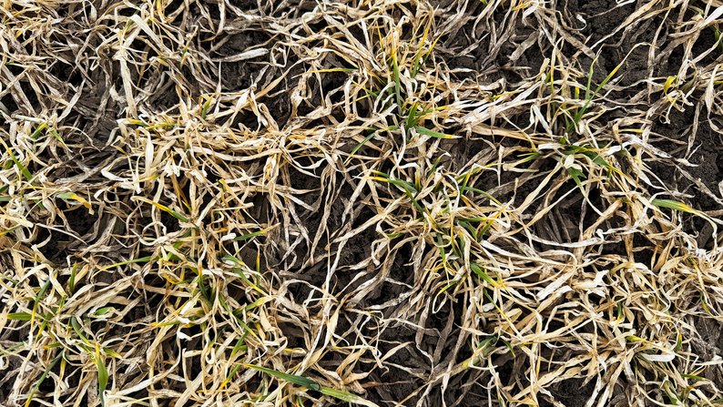 Посіви озимого ячменю (Фото: Суспільне Кропивницький)