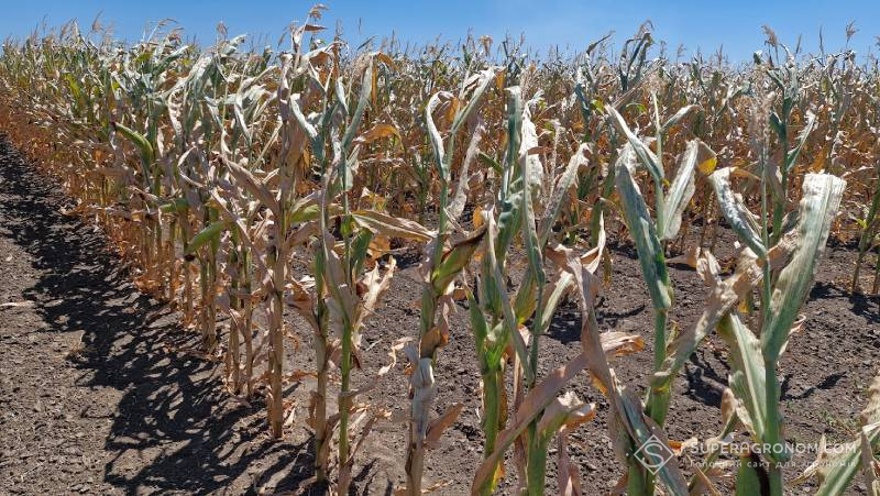 Кукурудза за нестачі вологи