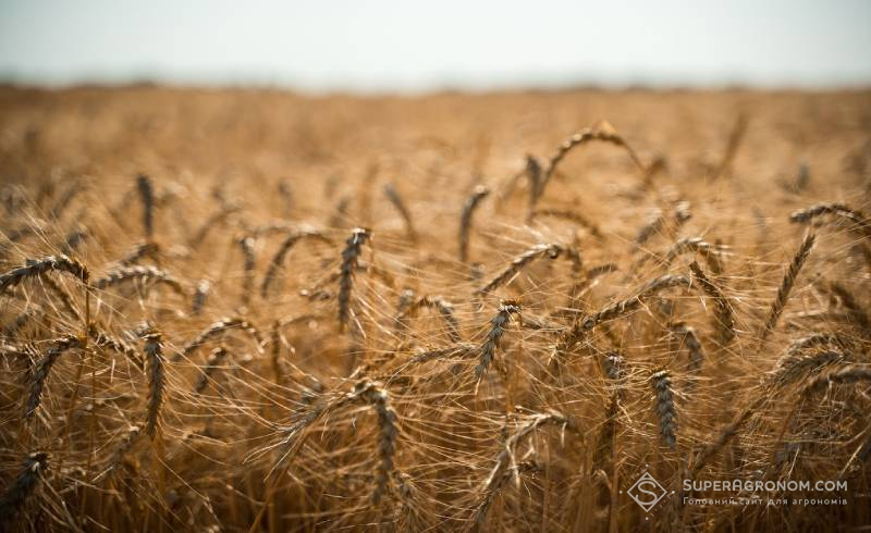 Посіви пшениці