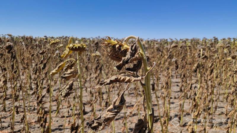 Соняшник в посушливих умовах