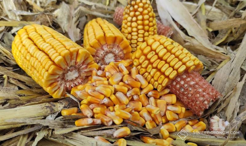 Урожай кукурудзи