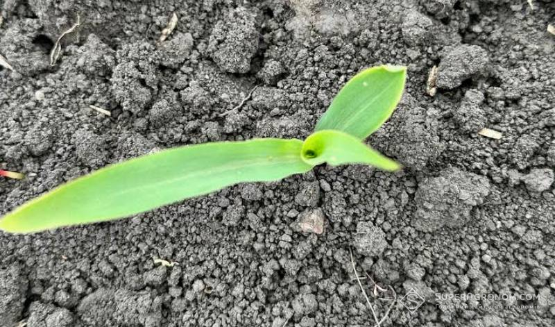 Сходи кукурудзи