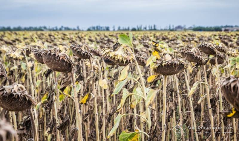 Посіви соншинка