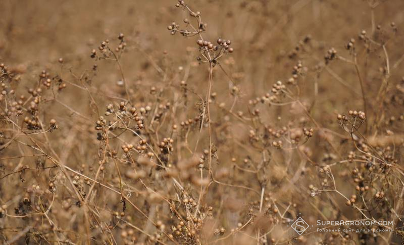 Посіви коріандру