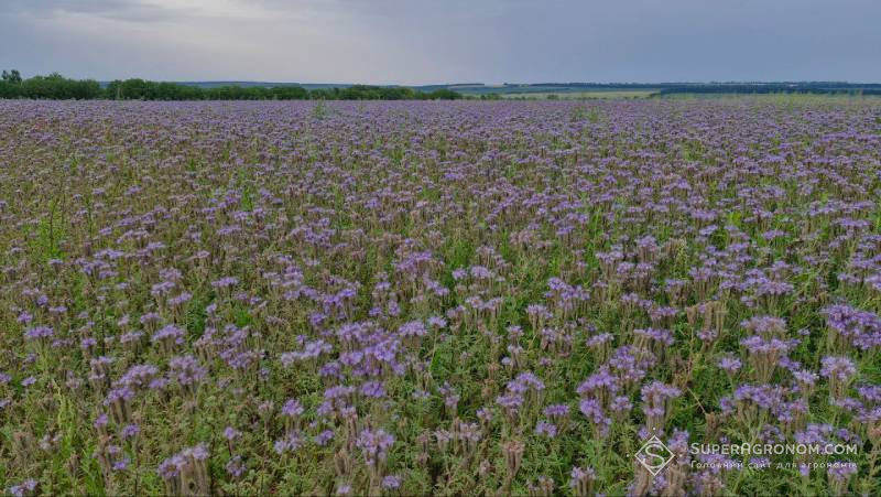 Поле фацелії
