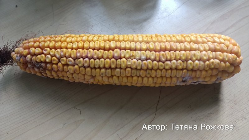 Ураження качана кукурудзи фузаріозом: поява рожевого нальоту