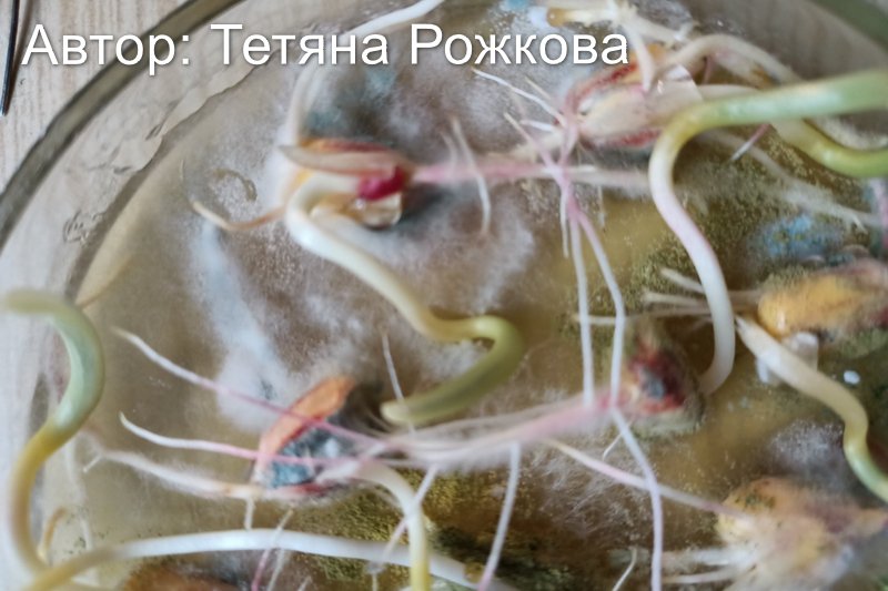 Колонії Aspergillus (колір хакі) та колонії Penicillium (зелені) на зерні кукурудзи