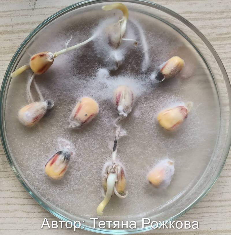 Виділення Fusarium verticillioides на зерні кукурудзи