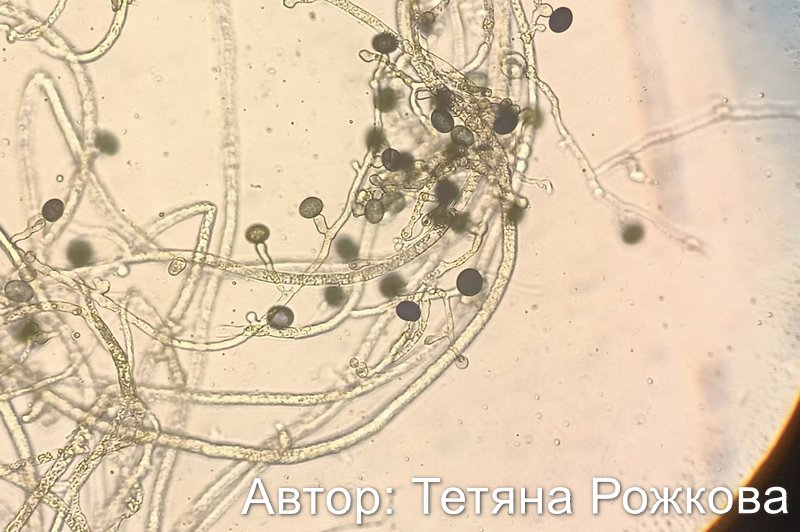 Nigrospora oryzae: міцелій