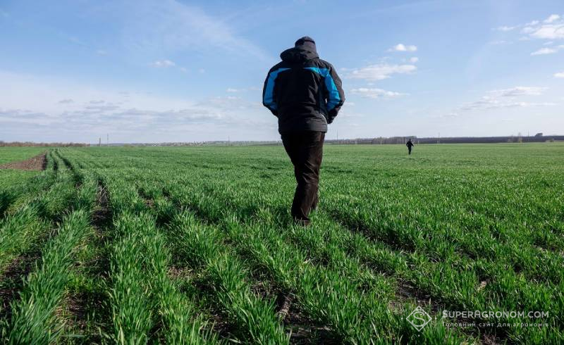 Віктор Губрій на полі пшениці по no-till, 2019 рік