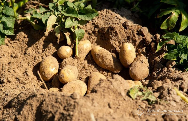 Урожай картоплі