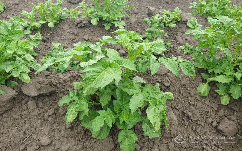 Сходи картоплі