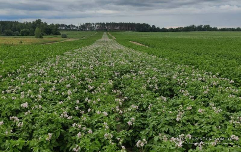 Поле картоплі