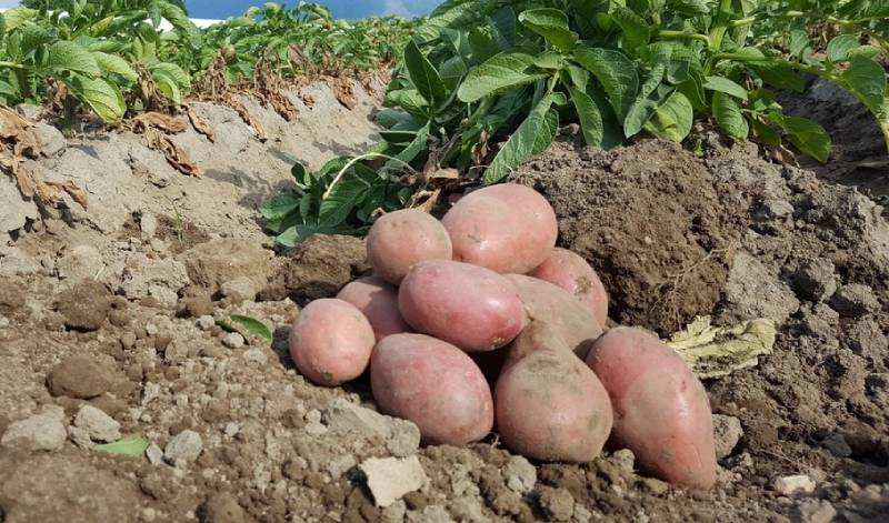 Урожай картоплі (Агріко)