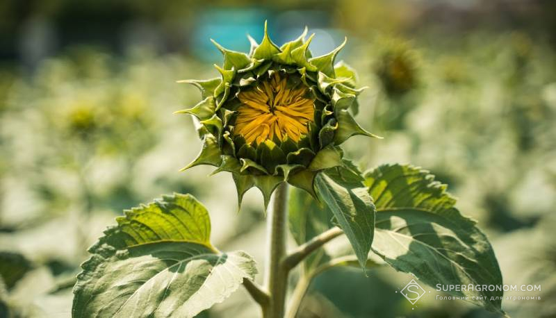 Соняшник на початку цвітіння