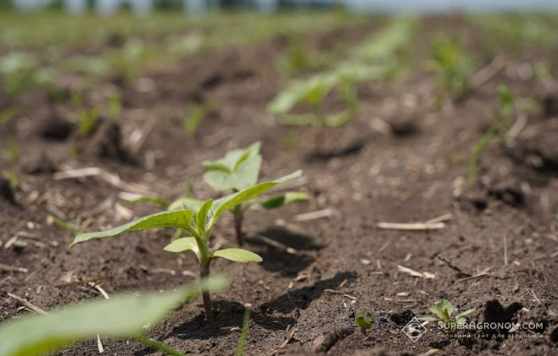 Сходи соняшника