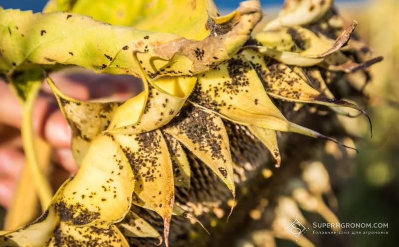 Попелиця на соняшнику