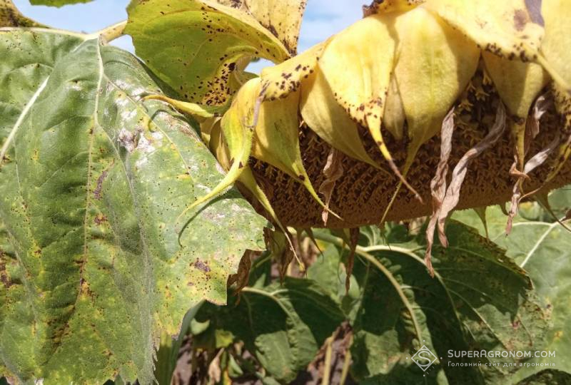 Альтернаріоз на соняшнику