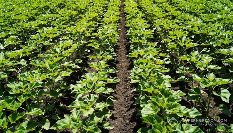 Посіви соняшника