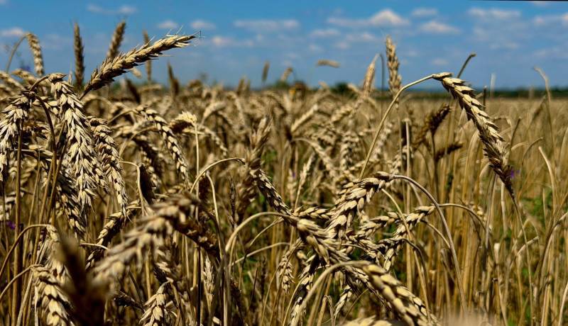 Посіви озимої пшениці в Ландекс Агро