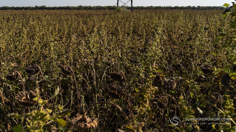 Забур'янені поля соняшника