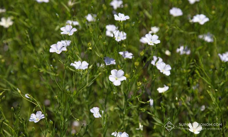 Монопосіви льону
