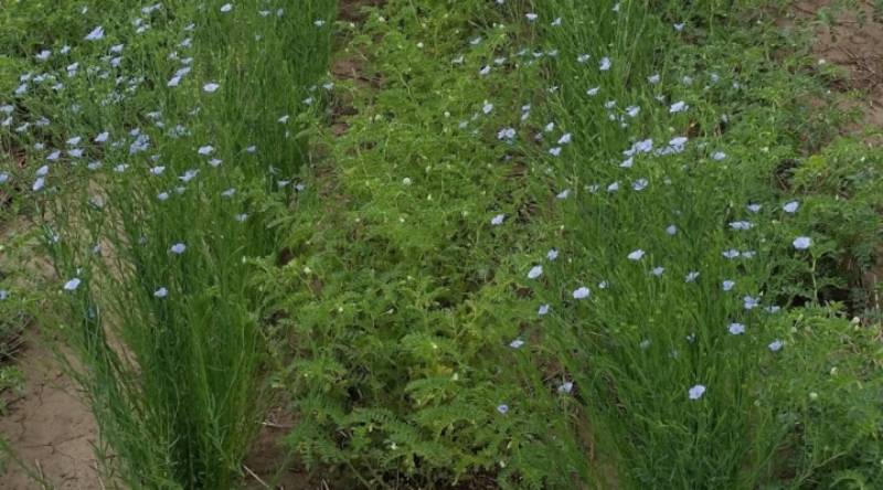 Сумісний посів льону та нуту (Джерело фото: orningagclips.com)