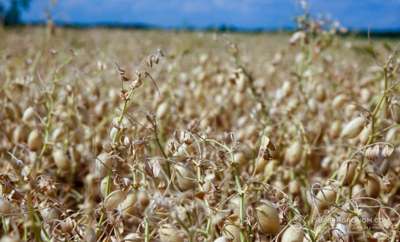 Монопосіви нуту