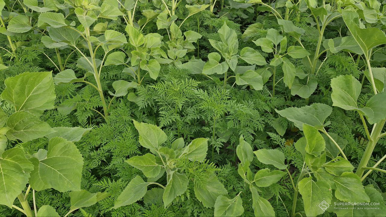 Амброзія полинолиста в посівах соняшнику