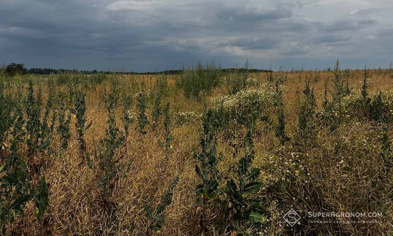 Дуже забур'янене поле ріпаку (перед збиранням)