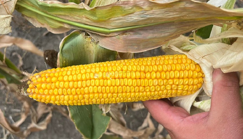 Гібрид кукурудзи Мопед