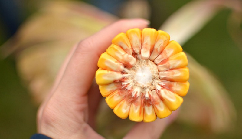 Качан кукурудзи