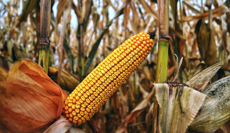 Кукурудза