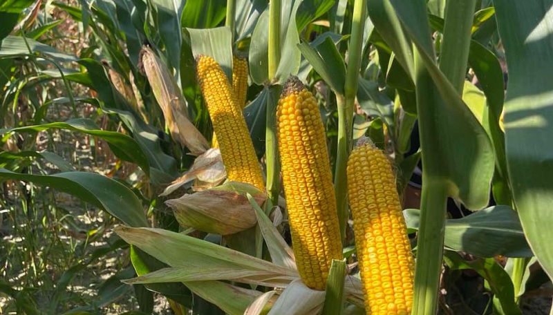 Гібрид кукурудзи Ітеа