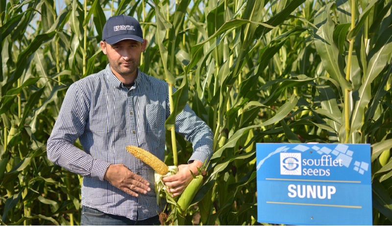 Павло Моторнюк, продакт-менеджер з насіння кукурудзи, соняшика та ріпаку "Суффле Агро Україна"