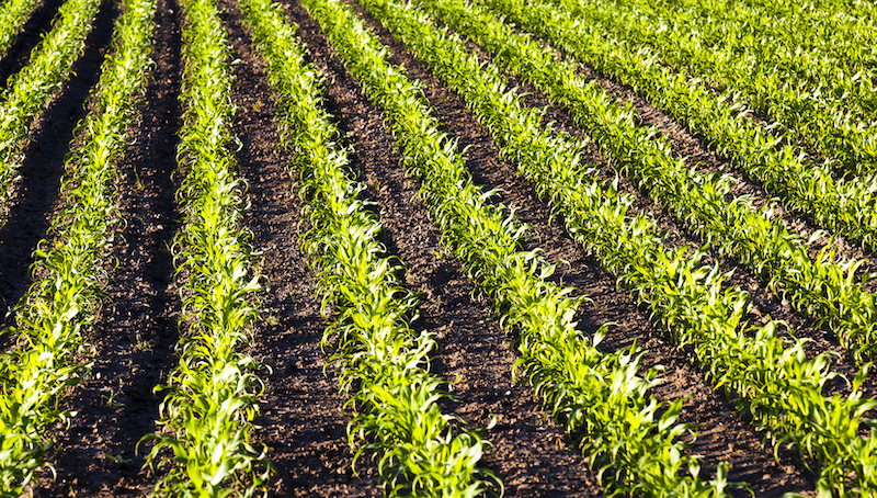 Посіви кукурудзи