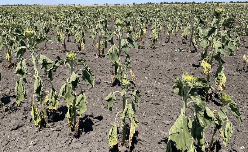 Стан посівів соняшнику, фото Людмила Голуб