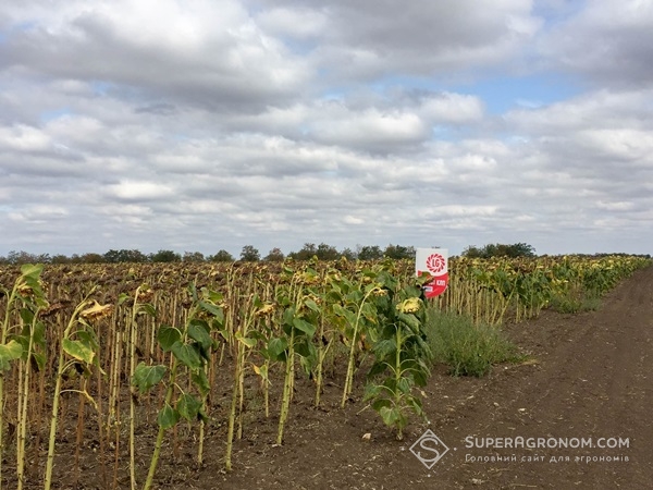 Посіви соняшника в ТОВ «Хлібодар»