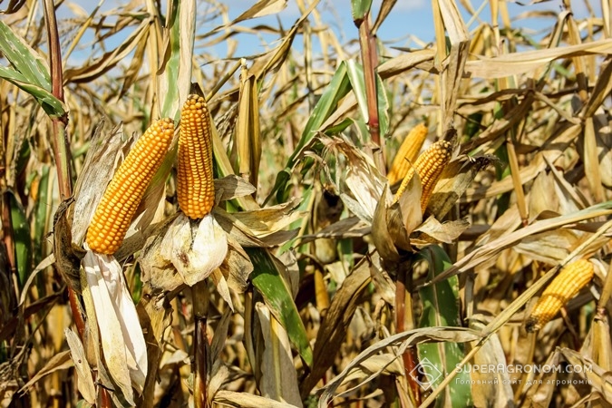 Посіви кукурудзи на полях "Відродження"
