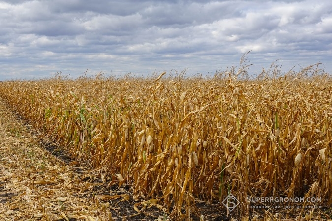 Посіви кукурудзи в господарстві "Шляхова"